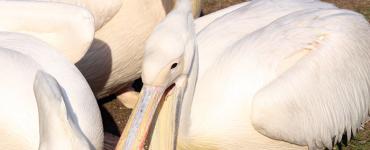 Пеликаны едят птиц. Кудрявый пеликан. Питание и поведение